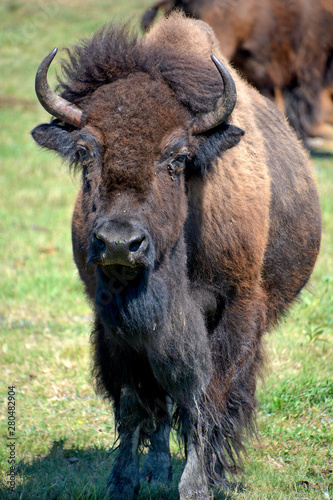 American bison or simply bison, also  known as the American buffalo or simply buffalo, is a North American species of bison that once roamed the grasslands of North America in vast herds photo