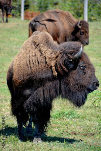 American bison or simply bison, also  known as the American buffalo or simply buffalo, is a North American species of bison that once roamed the grasslands of North America in vast herds photo