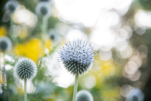 globe-thistle photo