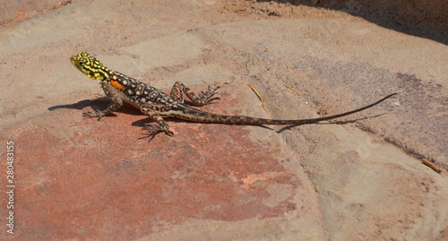 The common, red-headed rock or rainbow agama is a species of lizard from the Agamidae family found in most of sub-Saharan Africa photo