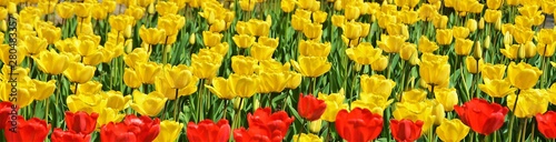 field of yellow and red tulips