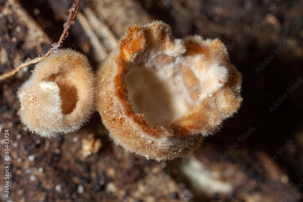 Fototapeta premium wild cup mushrooms on a tree