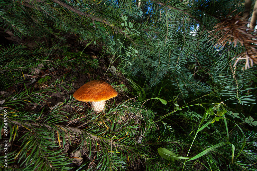 Bolete mushroom in the forest Bolete mushroom in the forest