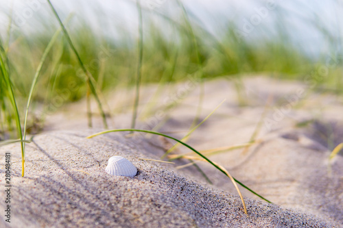 weiße Muschel in den Dünen, Ostsee