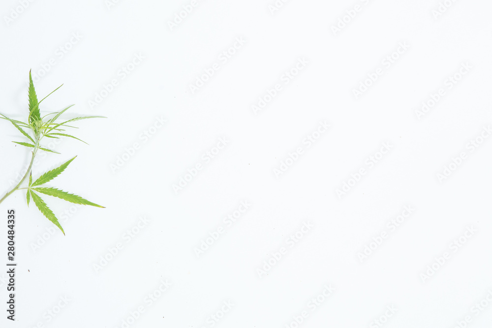 Fresh Hemp Leaves on the white background as a decoration Fresh Hemp Leaves on the white background as a decoration