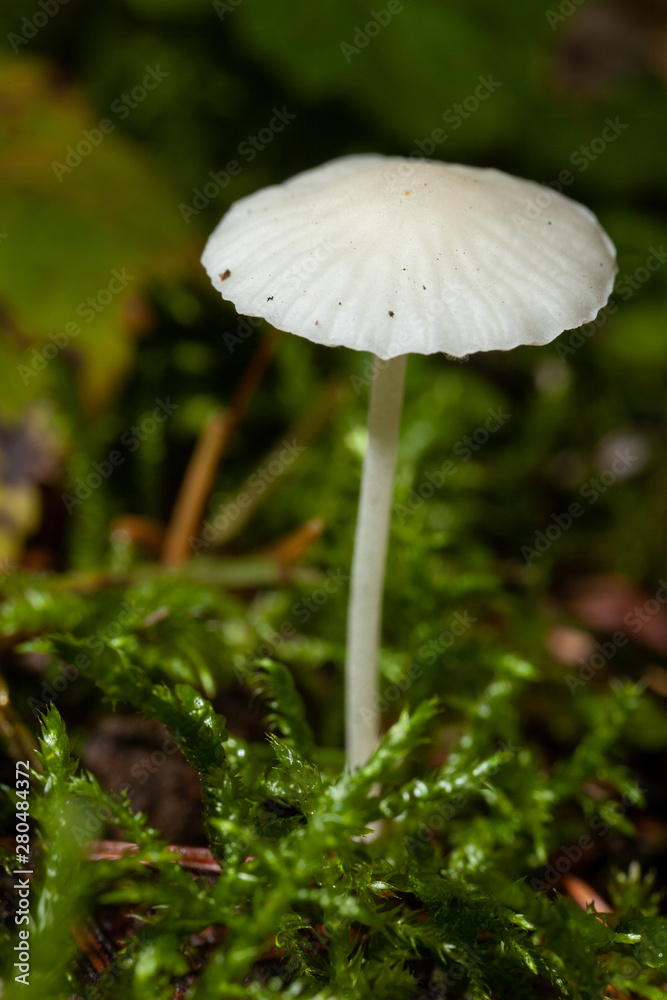 mushroom in the forest