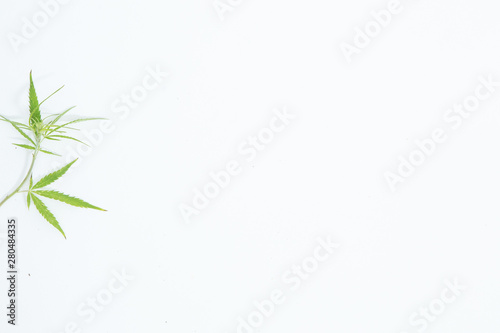 Fresh Hemp Leaves on the white background as a decoration