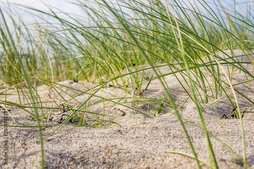 Dünengras / Strandhafer Ostsee