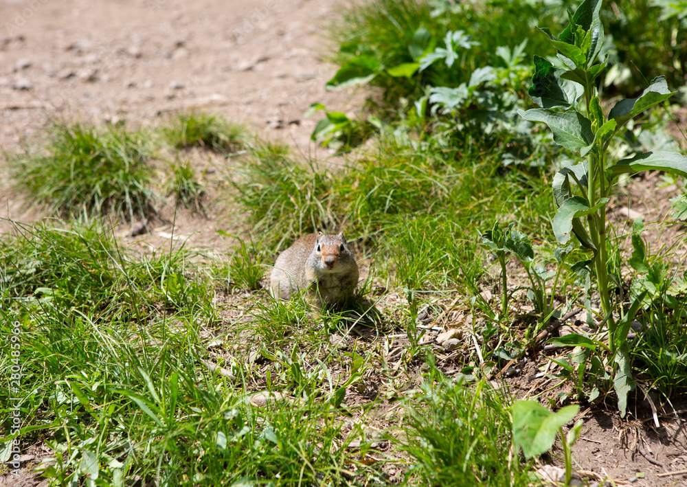 interaction with squirrels human love hands feed food to small animal interaction with squirrels human love hands feed food to small animal