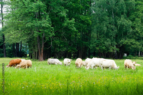 Herd of cows grazing in a green fresh pasture field with trees and flowers in idyllic countryside cattle scene during Spring and Summer season.