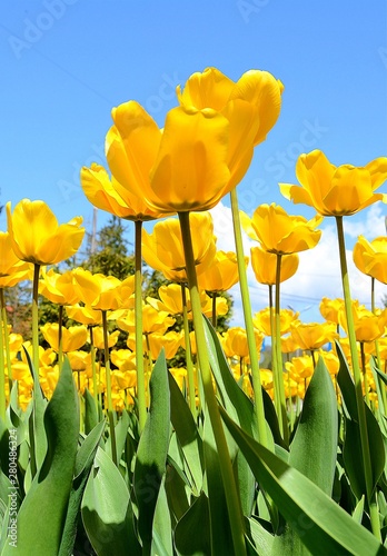 many yellow tulips in the garden