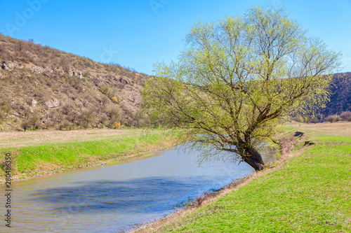 tree on the riverside in the spring 