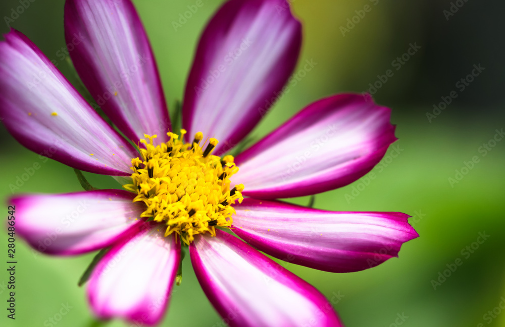 Purple, white and vivid pink wild flower “Wild Cosmos Flower” (Cosmos bipinnatus) blooming during Spring and Summer closeup macro photo isolated in bright green out of focus background. Purple, white and vivid pink wild flower “Wild Cosmos Flower” (Cosmos bipinnatus) blooming during Spring and Summer closeup macro photo isolated in bright green out of focus background.
