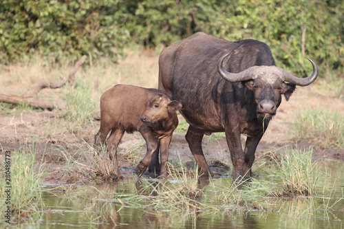 Kaffernb  ffel   Buffalo   Syncerus caffer........