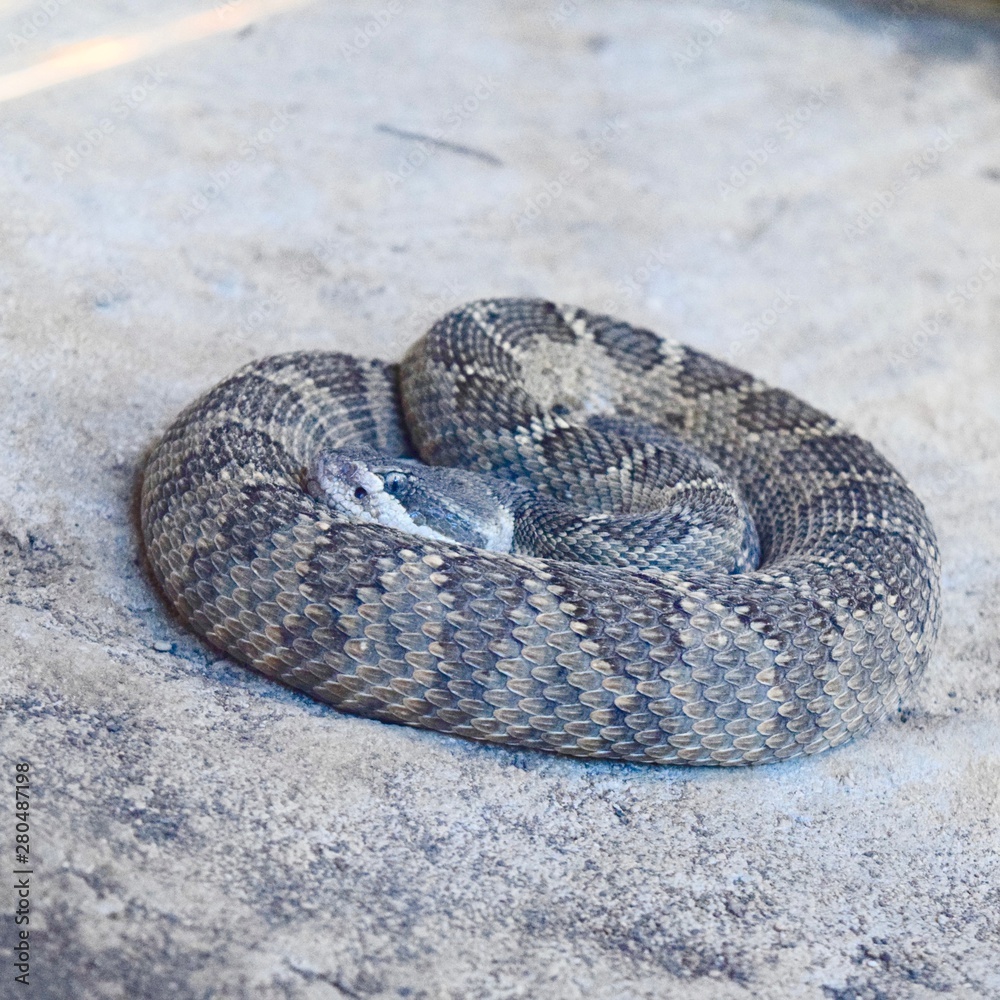 Fototapeta premium Northern Pacific Rattlesnake