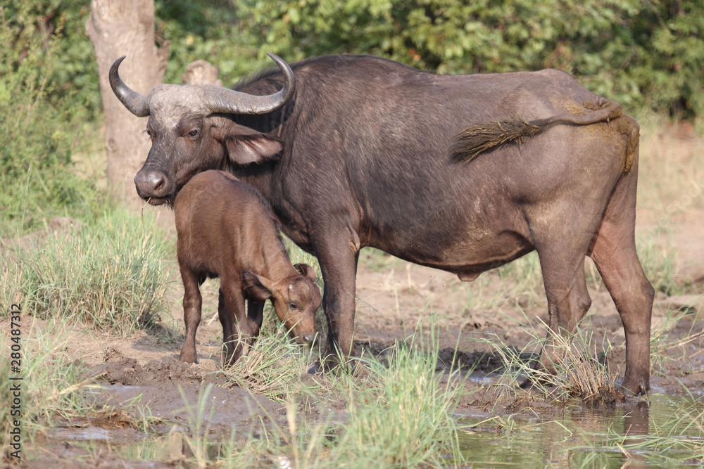 Kaffernbüffel / Buffalo / Syncerus caffer........ Kaffernbüffel / Buffalo / Syncerus caffer........