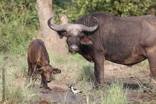 Kaffernbüffel / Buffalo / Syncerus caffer........