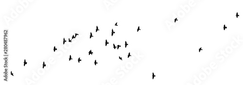 A flock of flying birds. Vector illustration