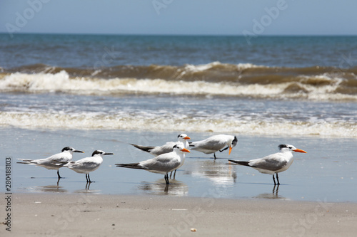 royal tern on Atlantic coast of Florida