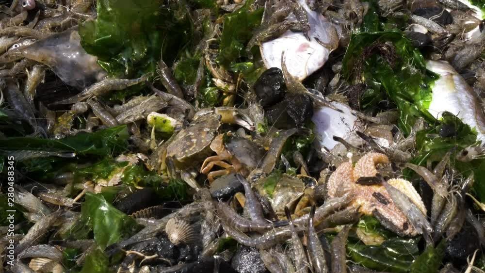 Variety of small marine life on the deck of a fishing vessel. CLOSE UP Variety of small marine life on the deck of a fishing vessel. CLOSE UP