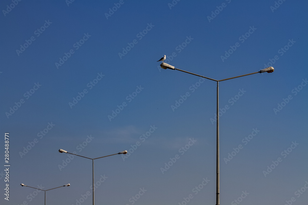 seagull .. seagull ..