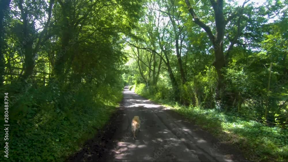 slow motion of a unique and new bread goldendoodle walking on a leash or lead in the summer down a english country road in the summer. slow motion of a unique and new bread goldendoodle walking on a leash or lead in the summer down a english country road in the summer.