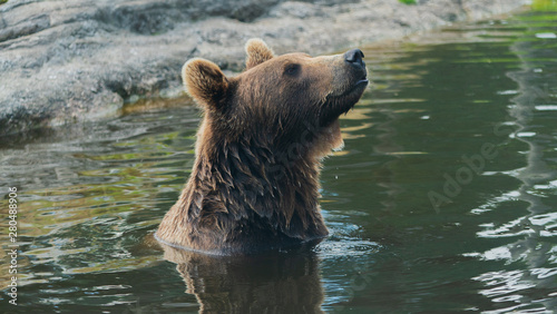 Niedźwiedź brunatny © Dreamnordno