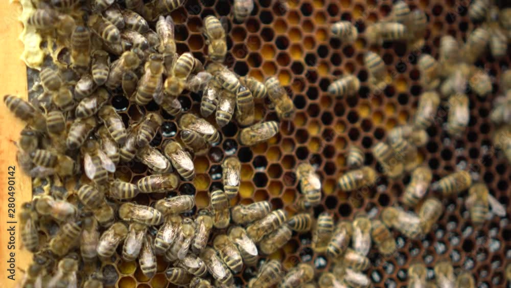 Busy bees on frame removed from inside honeybee hive by beekeeper, closeup Busy bees on frame removed from inside honeybee hive by beekeeper, closeup