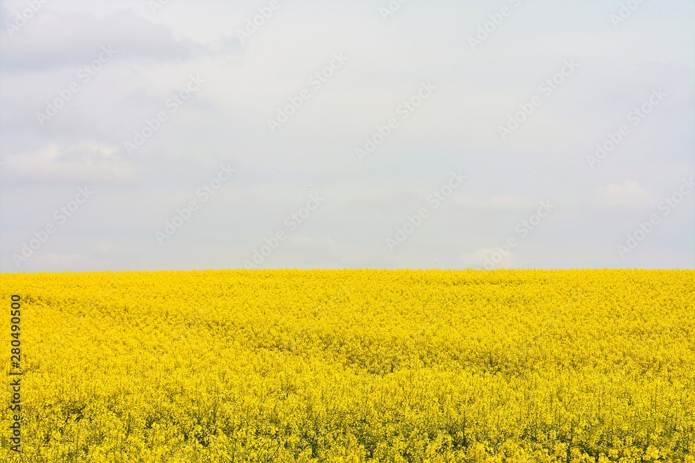 Obraz premium a field with rapeseed flowers