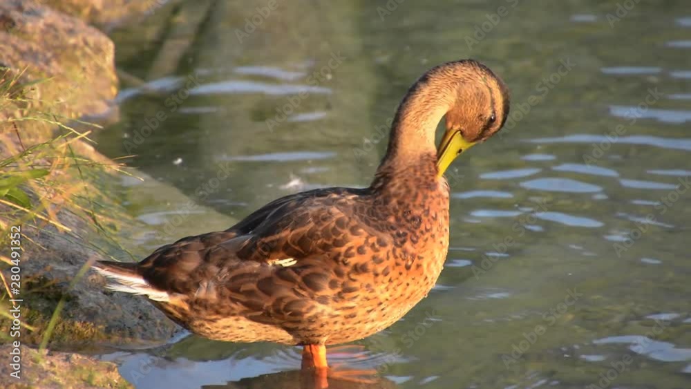 Sunset reflected mallard duck cleans itself on shore by lake Bled Sunset reflected mallard duck cleans itself on shore by lake Bled