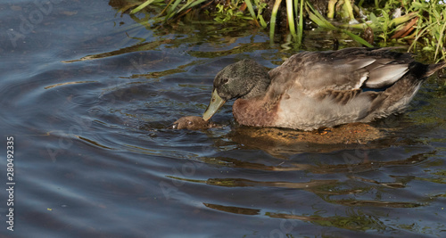 male mallard mounting female in water
