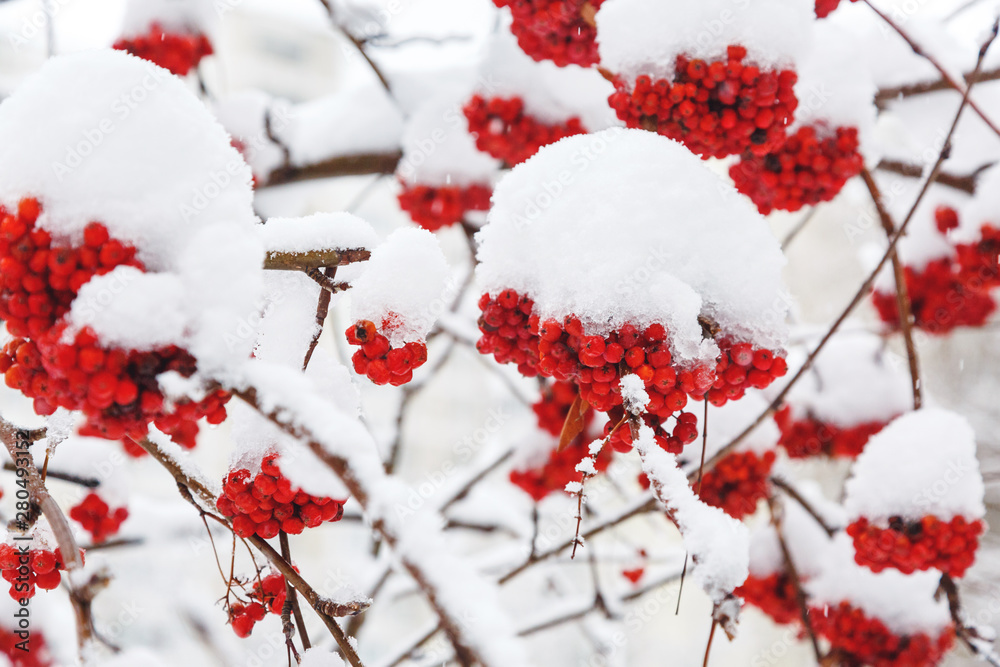 Brunches of red rowan covered with the  snow.  Winter nature background