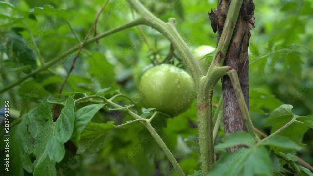 Small green tomatoes on a branch with raindrops. The concept of agriculture, healthy food and vegetables. Small green tomatoes on a branch with raindrops. The concept of agriculture, healthy food and vegetables.