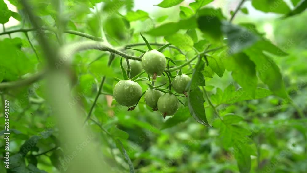 Small green tomatoes on a branch with raindrops. The concept of agriculture, healthy food and vegetables. Small green tomatoes on a branch with raindrops. The concept of agriculture, healthy food and vegetables.