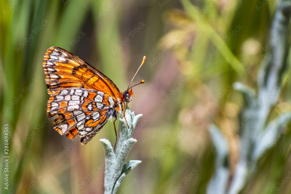 Fototapeta premium Close up of Hoffmann's checkerspot (Chlosyne hoffmanni) butterfly sitting on top of a plant with closed wings, Yosemite National Park, California