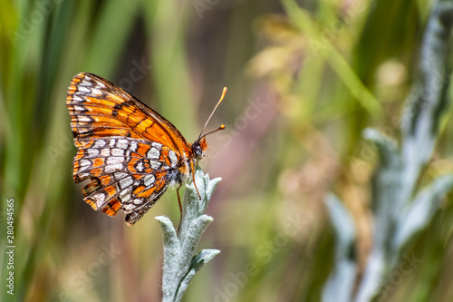 Close up of Hoffmann's checkerspot (Chlosyne hoffmanni) butterfly sitting on top of a plant with closed wings, Yosemite National Park, California photo