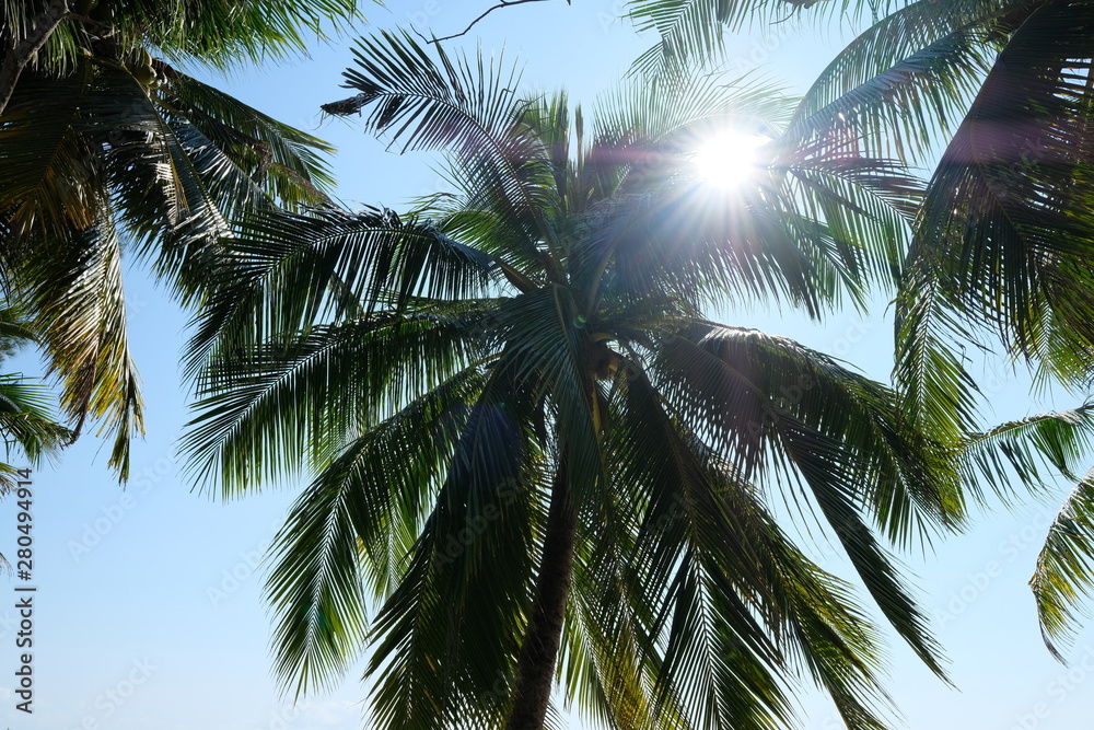 look up at green tall coconut palm trees with sunshine blue sky background. sunlight rays shine through leaves. summer holiday concept