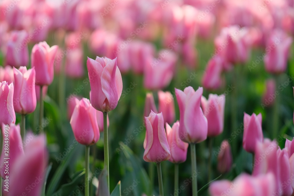 close up to many peach pink tulips and green stems under sunshine