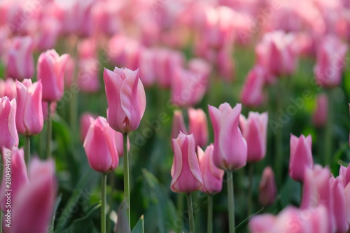 close up to many peach pink tulips and green stems under sunshine