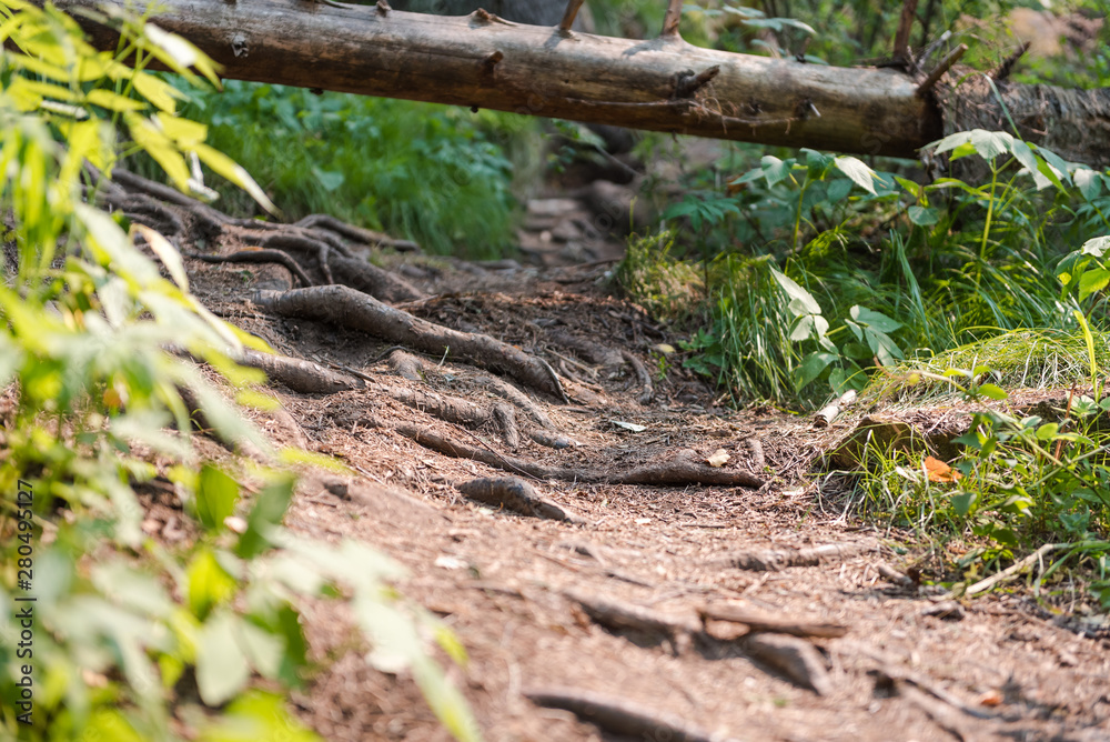 forest path. beautiful path in the fairy forest. chopped trail in the forest. forest path. beautiful path in the fairy forest. chopped trail in the forest.