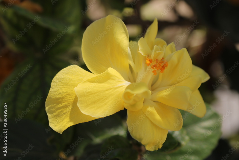 Fototapeta premium El color miel de tus ojos es mi felicidad.!OH mi linda flor.