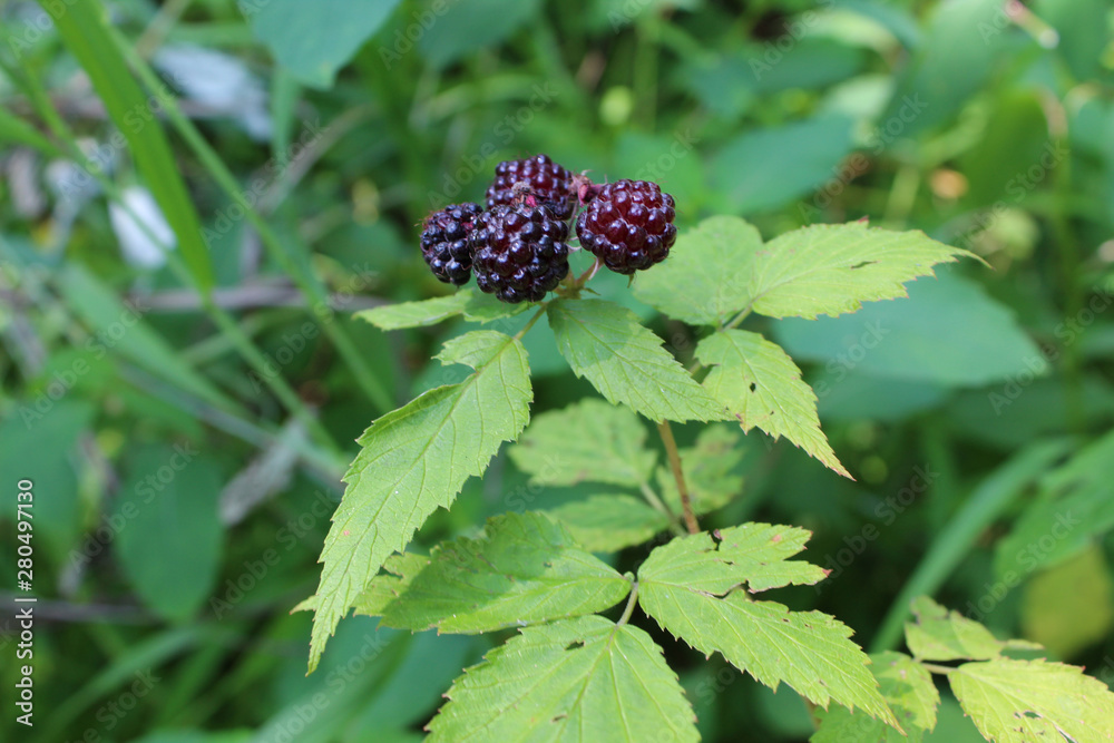 Wild black raspberry at Somme Prairie Nature Preserve in Northbrook, Illinois Wild black raspberry at Somme Prairie Nature Preserve in Northbrook, Illinois