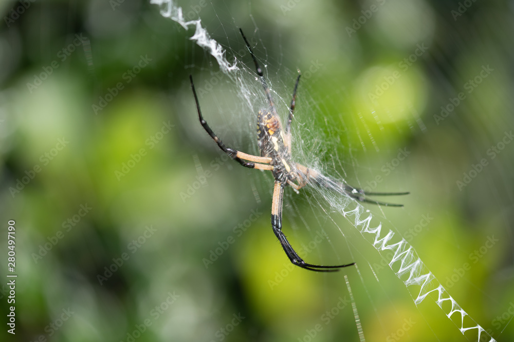 A yellow orb weaver banana spider in a garden A yellow orb weaver banana spider in a garden