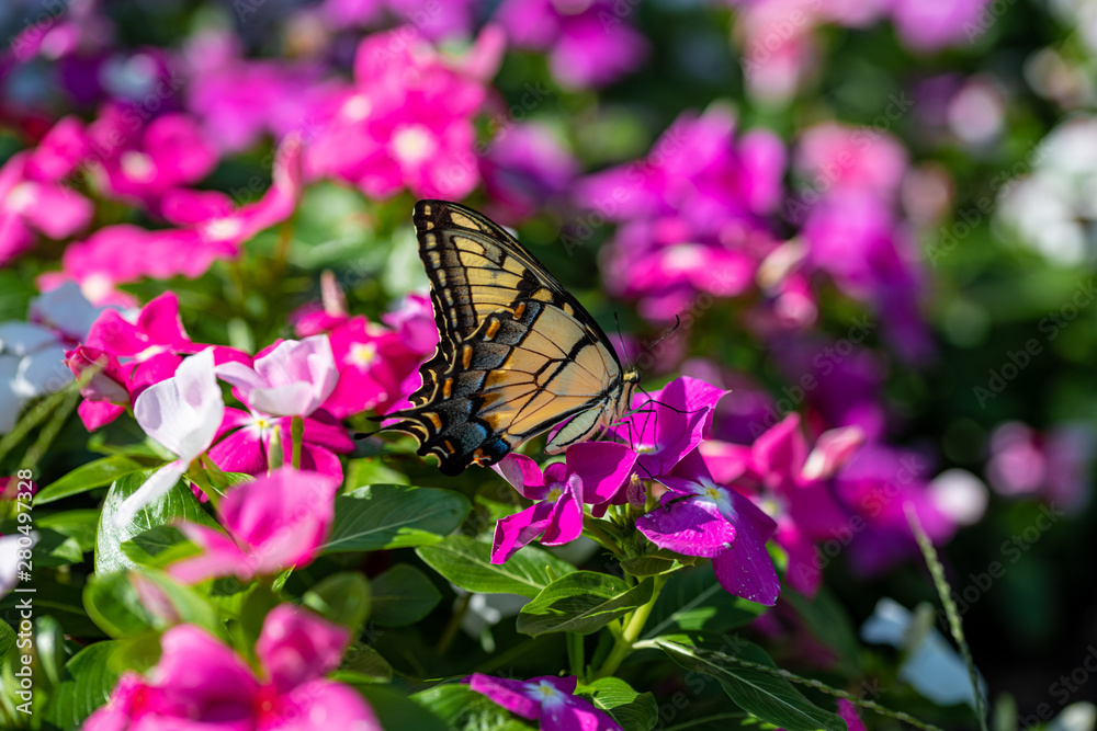 Naklejka premium An Eastern Tiger Swallowtail takes nectar from purple, magenta, pink, and white flowers in a summer garden