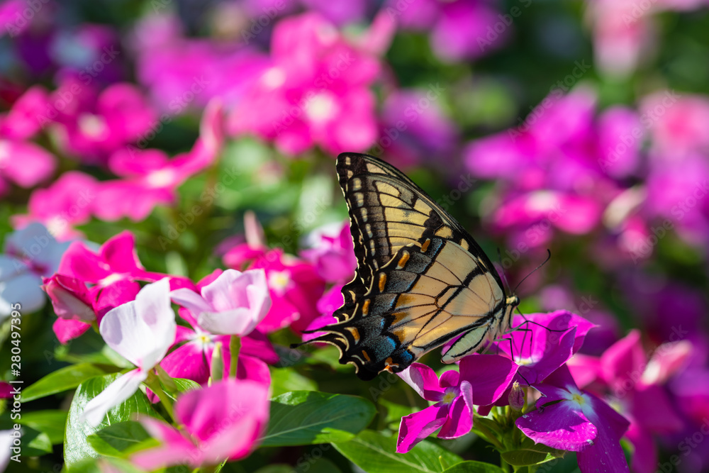 Naklejka premium An Eastern Tiger Swallowtail takes nectar from purple, magenta, pink, and white flowers in a summer garden