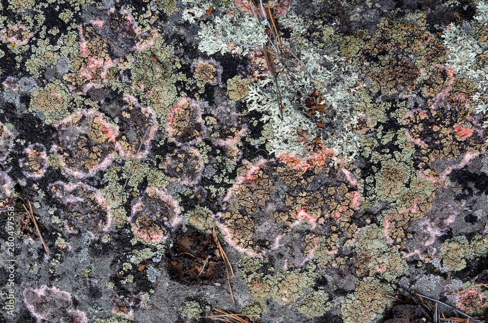 Obraz premium beautiful stone with a creative seasoned lichen on a boulder texture - abstract background photo