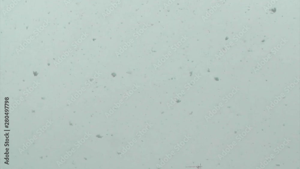 real snowflakes isolated falling on neutral bluish gray background real snowflakes isolated falling on neutral bluish gray background