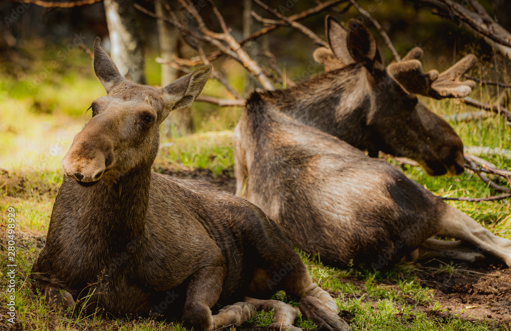 Fototapeta premium Elg, łoś, łosie,
