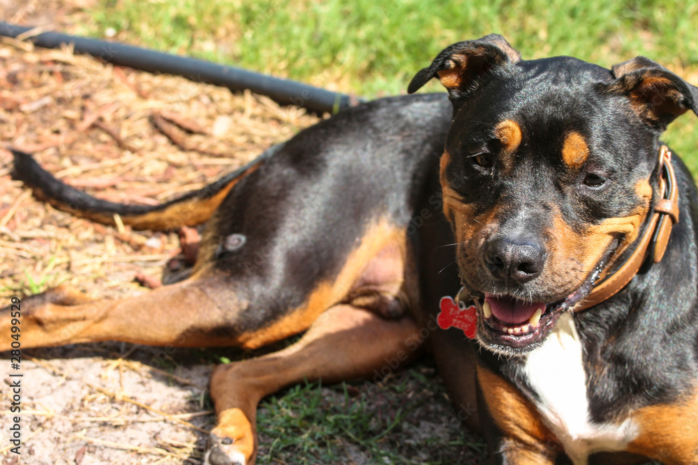 Happy Laying Pitweiler / Rottweiler Pit bull Mix Dog Happy Laying Pitweiler / Rottweiler Pit bull Mix Dog
