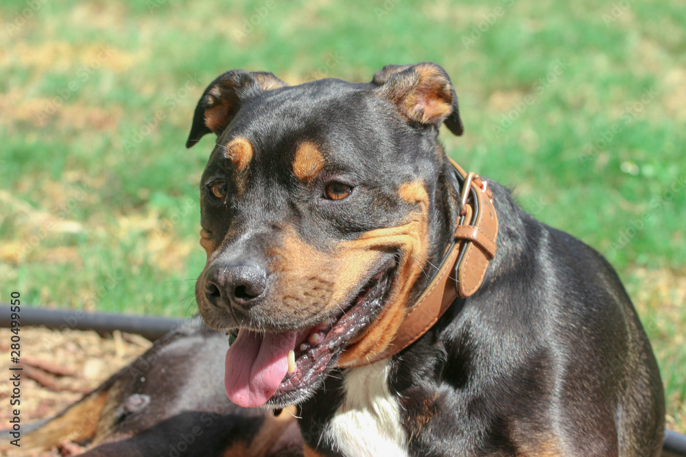 Pitweiler /  Rottweiler Pit bull Mix Dog 